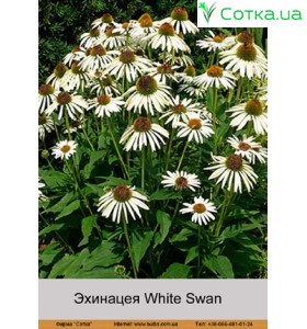 Ехінацея White Swan