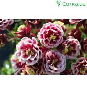 Аквілегія (Aquilegia) Winky Dbl. Red & White
