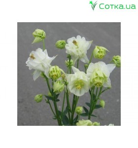  Аквілегія (Aquilegia) Winky Double White