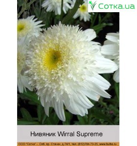 Нивяник Wirral Supreme