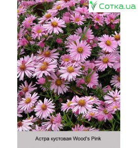 Астра кустовая Wood's Pink