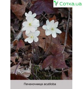 Печеночница acutiloba