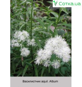 Василистник aquil. Album