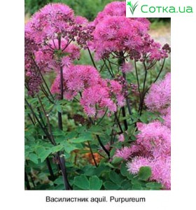 Василістник aquil. Purpureum