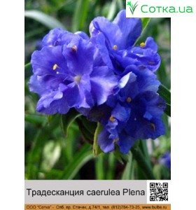 Традесканція caerulea Plena