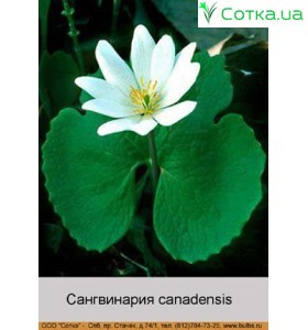 Сангвінарія canadensis