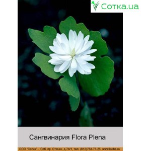 Сангвинария canadensis Flora Plena