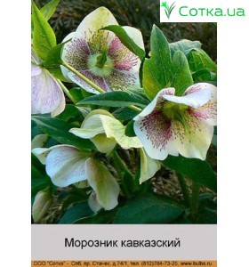 Морозник кавказьский