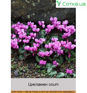 Цикламен coum