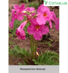 Инкарвиллея delavayi