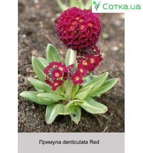 Примула denticulata Red