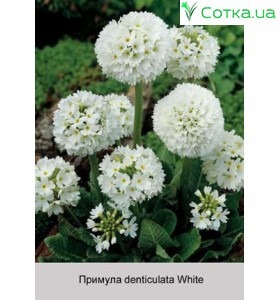 Примула denticulata White