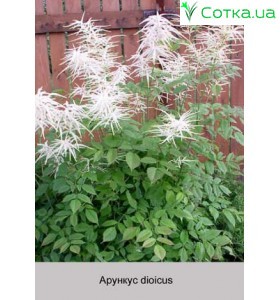 Арункус dioicus (sylvestris)
