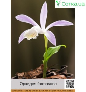 Орхидея formosana