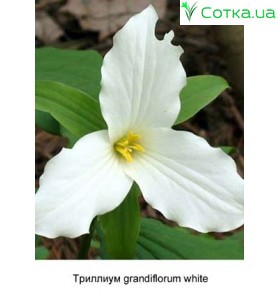 Трілліум grandiflorum white