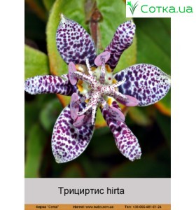 Тріціртіс hirta