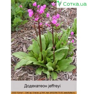 Додекатеон jeffreyi