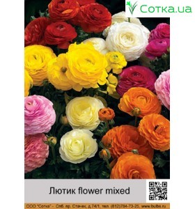 Лютик paeony flower mixed