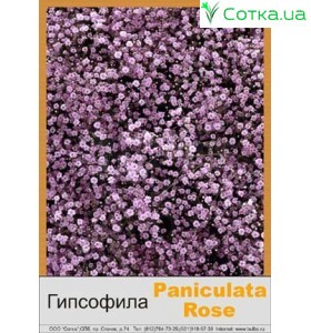 Гипсофила pan. Pink