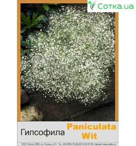 Гіпсофіла pan. White