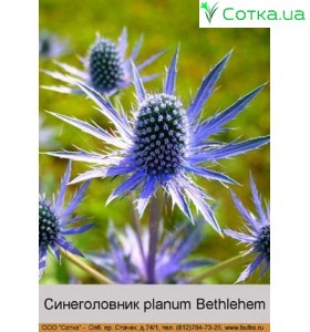 Синеголовник planum