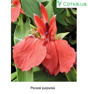 Роскоя purpurea