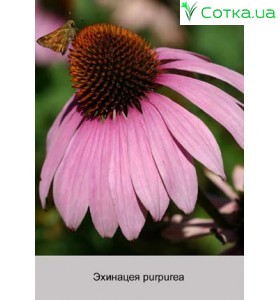 Ехінацея purpurea