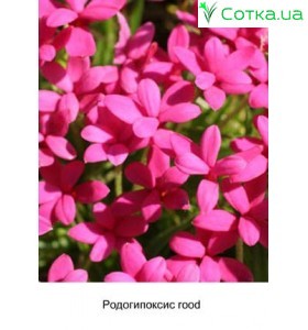 Родогипоксис rood