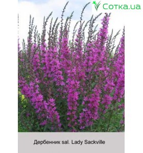 Дербенник sal. Lady Sackville