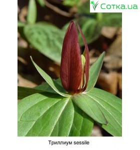 Триллиум sessile