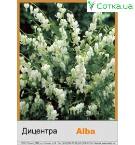 Дицентра Alba