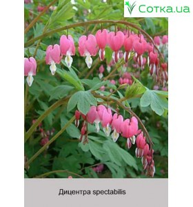 Діцентра spectabilis