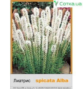 Ліатріс spicata Alba
