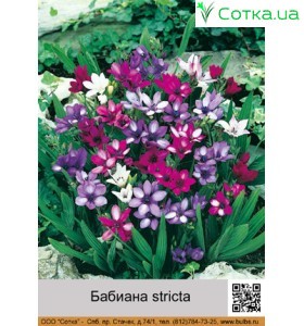 Бабиана (Babiana) stricta