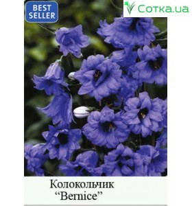Колокольчик Bernice