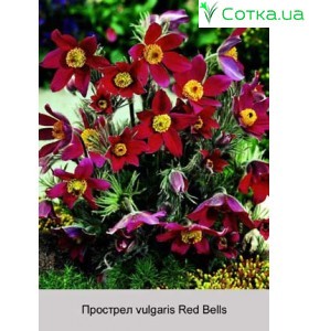 Примула denticulata White