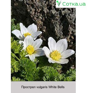 Прострел vulgaris White Bells