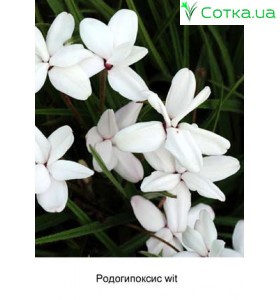 Родогипоксис rood
