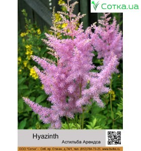 Астильба Арендса  Hyazinth