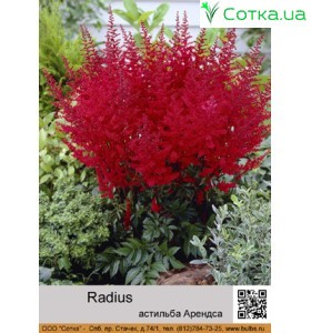 Астильба Арендса Radius