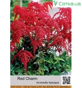 Астильба Арендса Red Charm