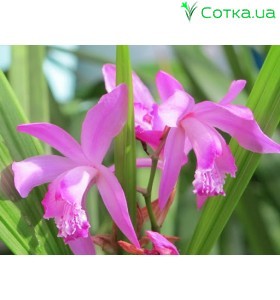 Блетілла (Bletilla) striata