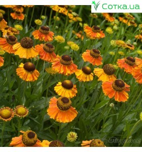 Геленіум (Helenium) Mardi Gras