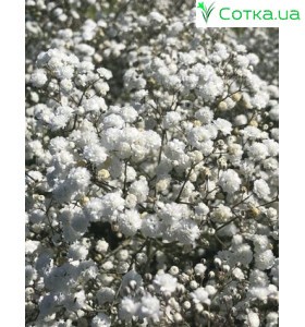 Гіпсофила (Gypsophila) Bristol Fairy
