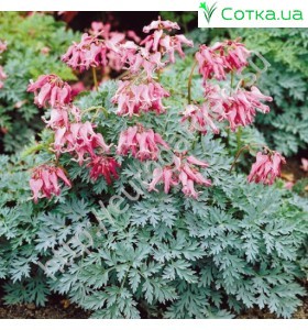 Дицентра (Dicentra)	Candy Hearts®