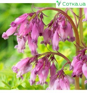 Дицентра (Dicentra)	Spring Gold®