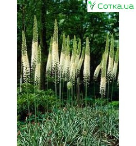 Еремурус (Eremurus) White