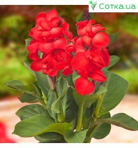 Канна (Canna)  	Cherry Red