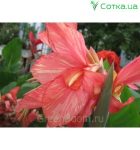 Кана (Canna)  	Crimson Beauty