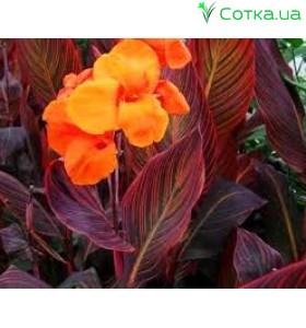 Канна (Canna)  	Durban